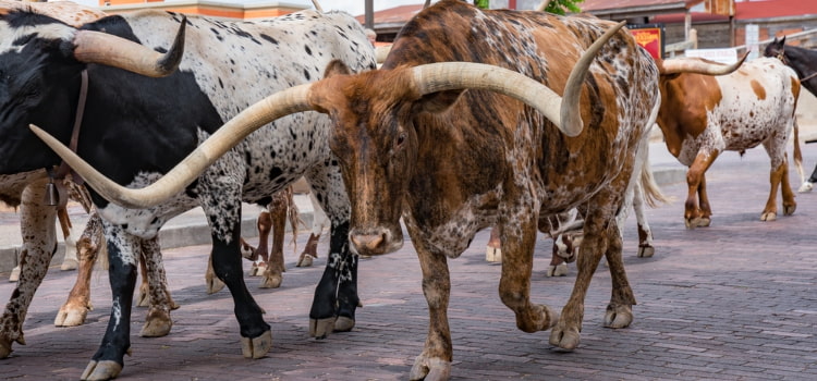 steers in the Fort Worth Stockyard cattle drive