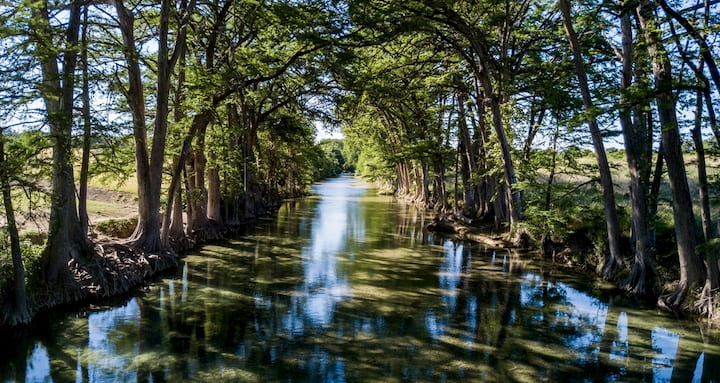 cyprus trees lining the banks of the Medina River in Texas