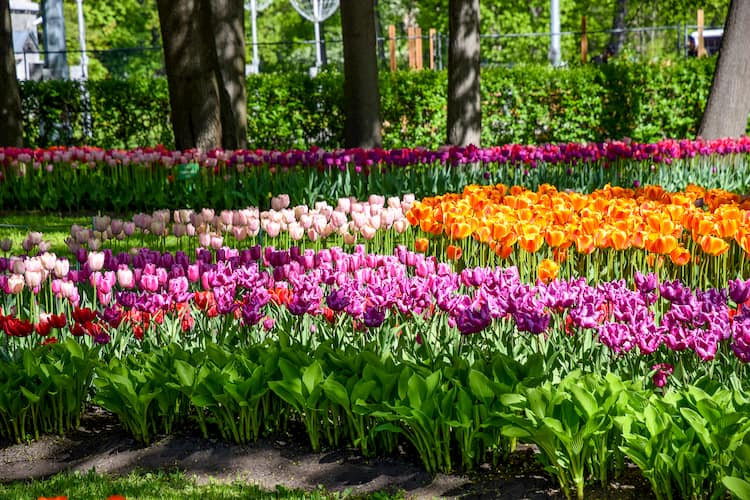 a small patch of pink, orange, and purple tulips in full bloom at Dallas Blooms