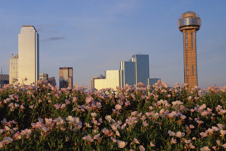 a view of dallas with spring flowers in the foreground