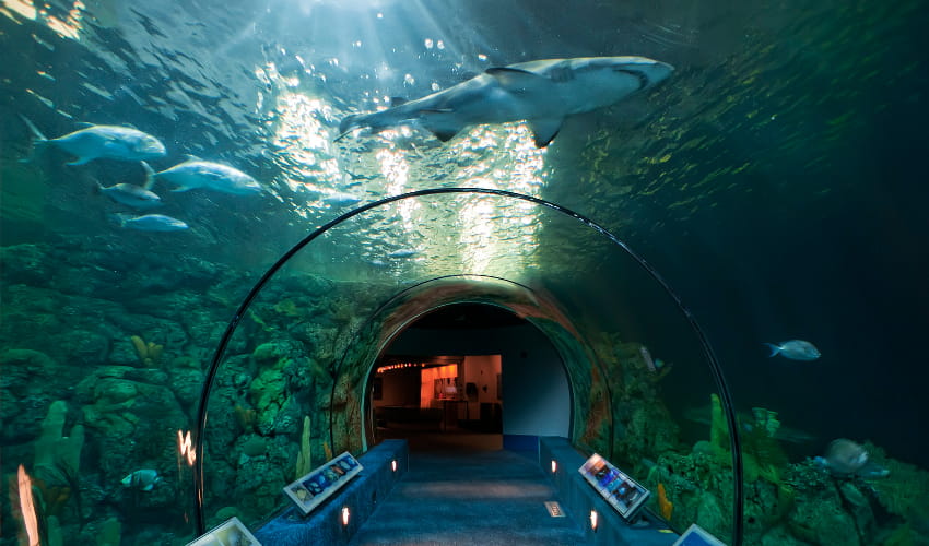 inside the moody gardens aquarium 