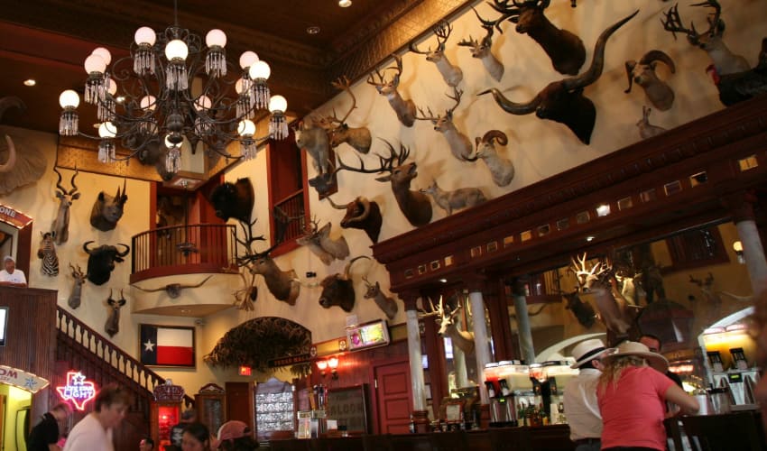 Patrons sip drinks under a wall full of taxidermy heads at the Buckhorn Saloon