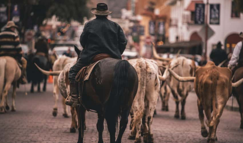 Cowboys corralling longhorn cattle during a drive at the Fort Worth Stockyards