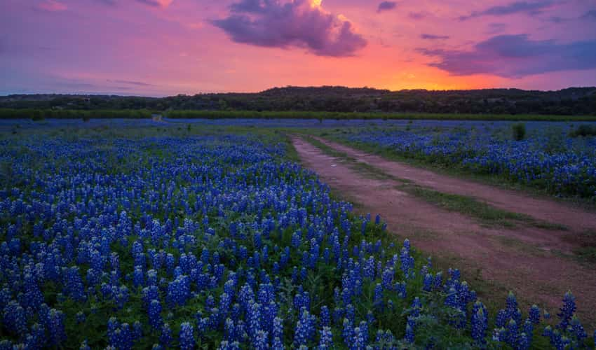 Texas Hill Country with wildflowers during sunset