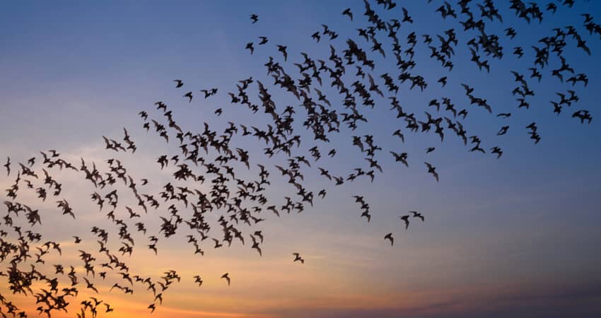 Bats flying at dusk in San Antonio