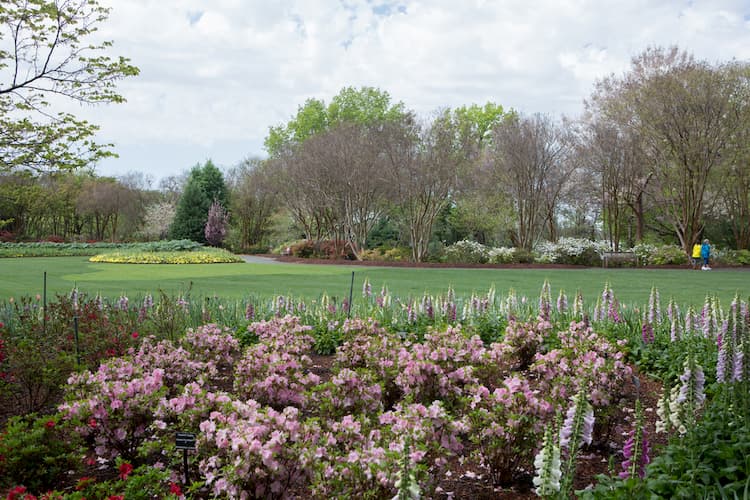 Flowers at Dallas Arboretum and Botanical Garden