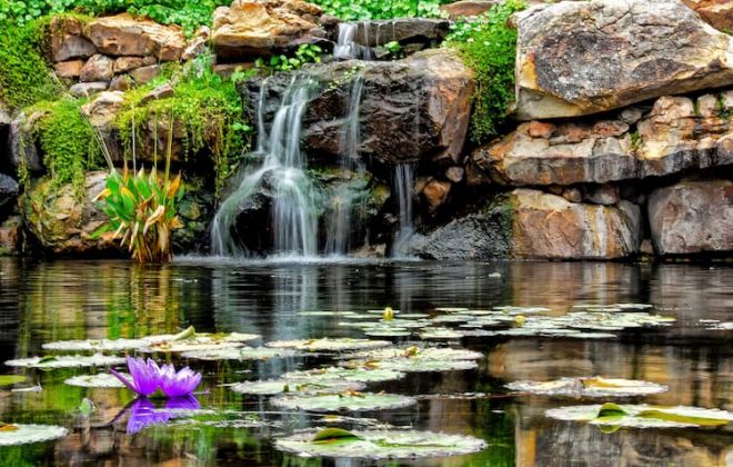 Dallas Arboretum lily pond