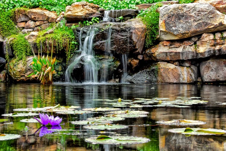 Dallas Arboretum lily pond