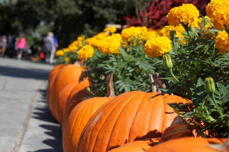 Fall flowers and pumpkins