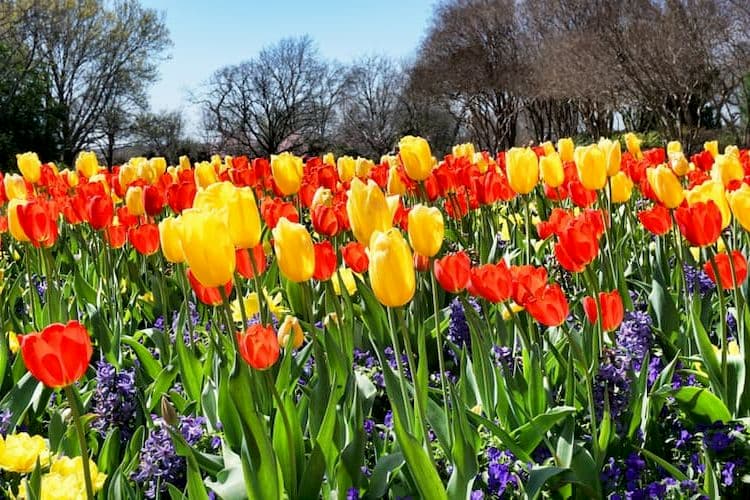 Red and yellow tulips at Dallas Arboretum