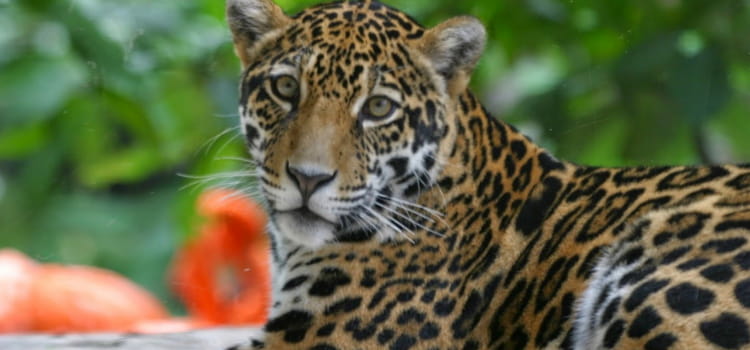 a tiger looks to the side while laying down