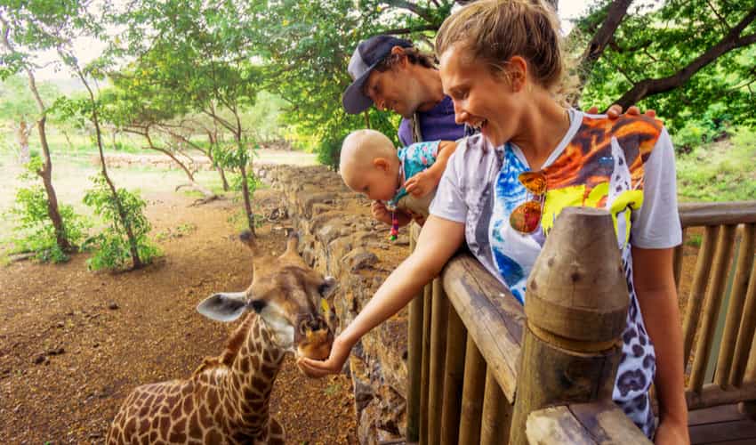 a family feeding giraffes at a zoo