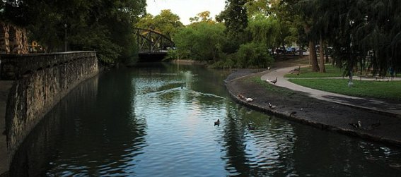 ducks in the river at brackenridge park