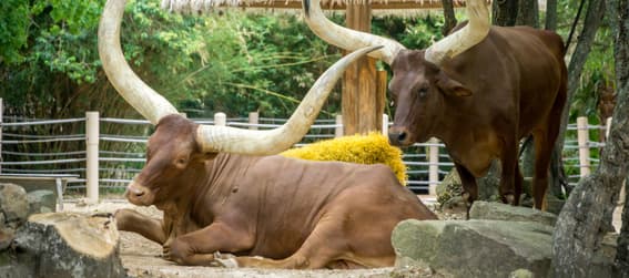 Bulls at the Houston Zoo