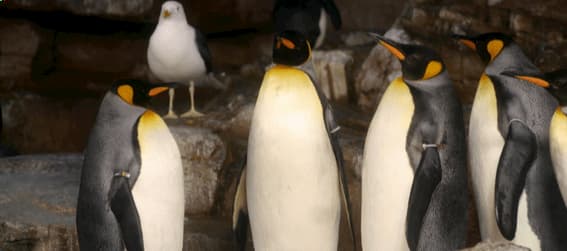 penguins at the san antonio zoo